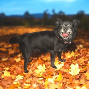 Fundraising Page: Sheryl Morgan